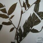 Xylopia pulcherrima Otro