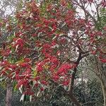 Ilex rotunda Fruit