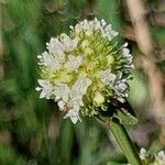 Spermacoce verticillata फूल