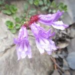 Penstemon davidsonii Flors