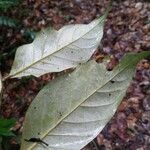 Geissospermum argenteum Hoja
