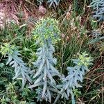 Euphorbia isatidifolia Folha