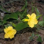 Adenocalymma bracteosum Flor