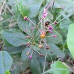 Talinum paniculatum Плод