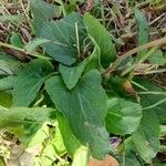 Viola inconspicua Leaf