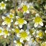 Saxifraga exarata 花