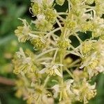 Reseda lutea Fruit