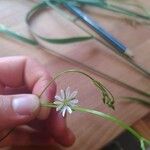 Stellaria gramineaFlower