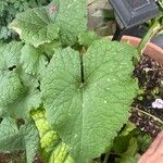 Lunaria rediviva Leaf