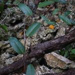 Passiflora laurifolia Blatt