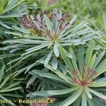 Euphorbia bravoana Autre