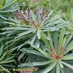 Euphorbia bravoana Annet