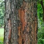 Pterocarpus indicus Écorce