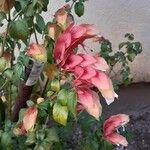 Justicia brandegeeana Flor