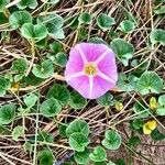 Calystegia soldanella Folla