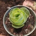 Aeonium aureum Blad