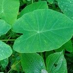 Colocasia esculenta 葉