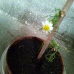 Matricaria chamomilla花