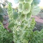 Moluccella laevis Yaprak