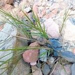 Brachypodium retusum Blad