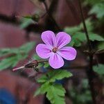 Geranium purpureum Kukka