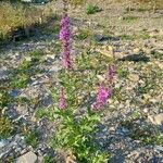 Lythrum salicaria Pokrój