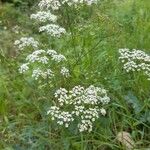 Conopodium majusFlower