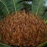 Cycas pectinata Flor