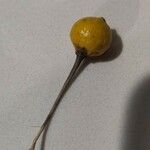 Solanum elaeagnifolium Frugt