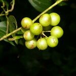 Smilax domingensis Fruit