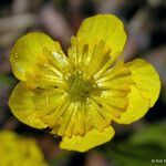 Ranunculus alismifolius Цвят