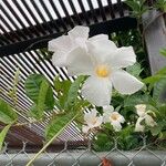 Mandevilla laxaFlower