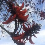 Erythrina variegata Flower