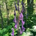 Aconitum septentrionale Květ