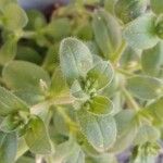 Cerastium glomeratum Leaf