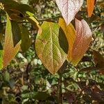 Vaccinium corymbosum Feuille