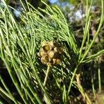 Gymnostoma poissonianum Fruit