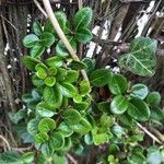 Lonicera crassifolia Frunză