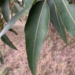 Eucalyptus botryoides Лист