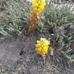 Cistanche phelypaea Flower