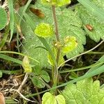 Veronica filiformis Folio