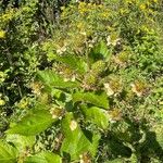 Rubus nemorosus Fruit