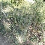 Stipa capillata عادت داشتن