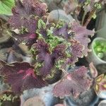 Coleus scutellarioides Foglia