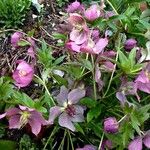 Helleborus orientalis Vivejo