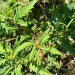 Bidens radiata Leaf