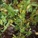 Tagetes filifolia Агульны выгляд