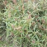 Amaranthus muricatus Blad