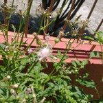 Erechtites valerianifolius 花