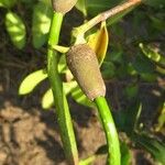 Rhizophora mangle Frucht
